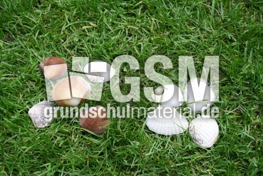 Muscheln-5+4.jpg